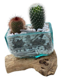 Rustic Cactus Arrangement on Wood