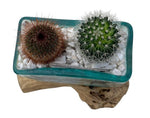 Rustic Cactus Arrangement on Wood