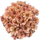 Salmon Daisy Chrysanthemum Bouquet - Flowers Box London