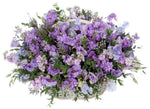 Scented Basket of Stock with Lisianthus and Sweet Pea