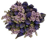 Scented Bouquet of Hyacinth and Purple Lilac - Flowers Box London