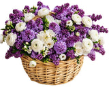 Scented Lilac and Freesias with Ranunculus Basket - Flowers Box London