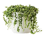 Senecio - Rowleyanus in Ceramic Pot - Flowers Box London