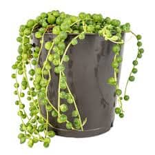 Senecio - Rowleyanus in Ceramic Pot - Flowers Box London