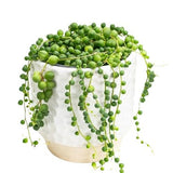 Senecio - Rowleyanus in Ceramic Pot - Flowers Box London