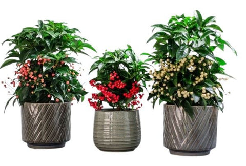 Set of Palete Ardisia Crenata in Ceramic Pot - Flowers Box London