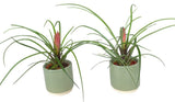 Set of Pink Tillandsia in Ceramic Pot - Flowers Box London
