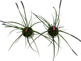 Set of Pink Tillandsia in Ceramic Pot - Flowers Box London