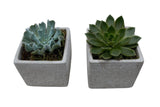 Set of Succulent in Square Cement Pot - Flowers Box London