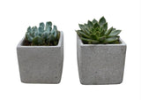 Set of Succulent in Square Cement Pot - Flowers Box London