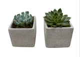 Set of Succulent in Square Cement Pot - Flowers Box London