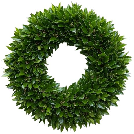 Shiny Leaves of Skimmia Wreath