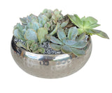 Silver Metal Pot of Succulent - Flowers Box London