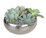 Silver Metal Pot of Succulent - Flowers Box London