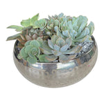 Silver Metal Pot of Succulent - Flowers Box London