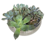 Silver Metal Pot of Succulent - Flowers Box London