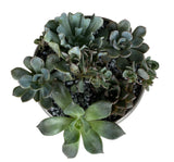 Silver Metal Pot of Succulent - Flowers Box London