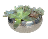 Silver Metal Pot of Succulent - Flowers Box London