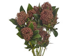Skimmia Japonica Rubella – Beautiful Red Berries for Year - Round Appeal - Flowers Box London