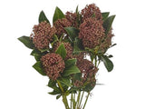 Skimmia Japonica Rubella – Beautiful Red Berries for Year - Round Appeal - Flowers Box London