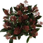 Skimmia Japonica Rubella – Beautiful Red Berries for Year - Round Appeal - Flowers Box London