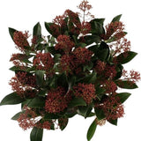 Skimmia Japonica Rubella – Beautiful Red Berries for Year - Round Appeal - Flowers Box London