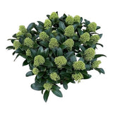 Skimmia Japonica White: A Beautiful Touch of Winter Elegance - Flowers Box London