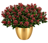 Skimmia Rubella in Ceramic Pot - Flowers Box London