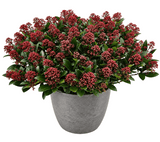 Skimmia Rubella in Ceramic Pot - Flowers Box London