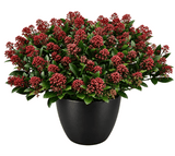 Skimmia Rubella in Ceramic Pot - Flowers Box London