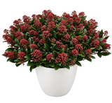 Skimmia Rubella in Ceramic Pot - Flowers Box London