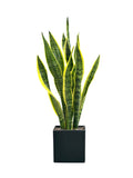 Snake Plant in Ceramic Pot - Flowers Box London