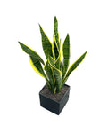 Snake Plant in Ceramic Pot - Flowers Box London