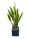Snake Plant in Ceramic Pot - Flowers Box London