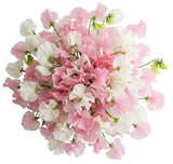Soft Pink and White Sweet Peas Bouquet
