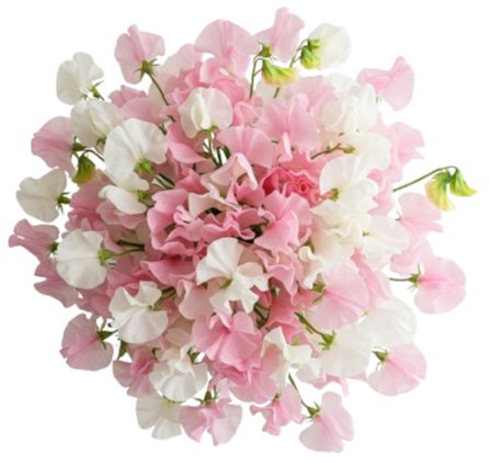 Soft Pink and White Sweet Peas Bouquet
