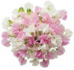 Soft Pink and White Sweet Peas Bouquet