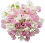 Soft Pink and White Sweet Peas Bouquet - Flowers Box London