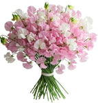 Soft Pink and White Sweet Peas Bouquet