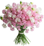 Soft Pink and White Sweet Peas Bouquet