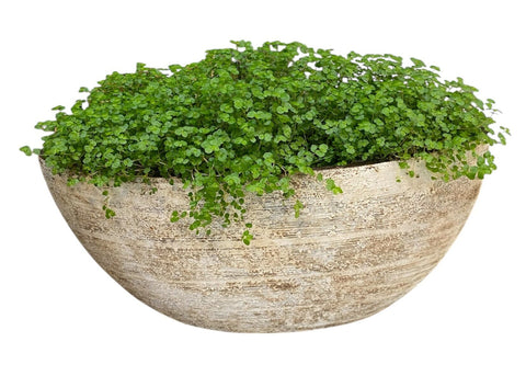 Soleirolia in Ceramic Boat Pot - Flowers Box London