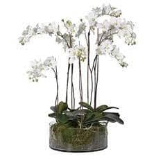 Special Order: 22 Phalaenopsis Orchid Arrangements in Glass Pots - Flowers Box London