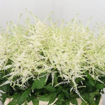 special order : bridal bouquet 15 calla lily + 10 white astilbe - Flowers Box London
