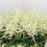 special order : bridal bouquet 15 calla lily + 10 white astilbe - Flowers Box London