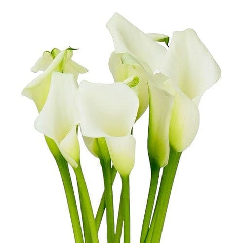 special order : bridal bouquet 15 calla lily + 10 white astilbe - Flowers Box London