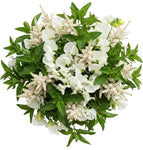 Splendid Bouquet of Sweet Pea with White Astilbe and Greenery