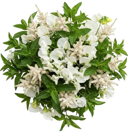 Splendid Bouquet of Sweet Pea with White Astilbe and Greenery