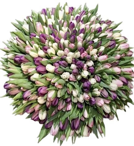 Splendid Bouquet of Tulips - Flowers Box London