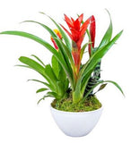 Stunning Bromeliads Arrangement Pot - Flowers Box London