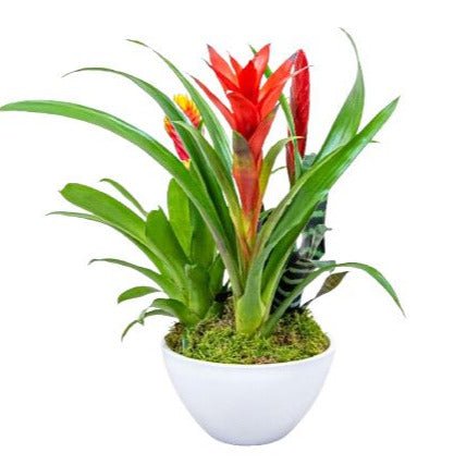 Stunning Bromeliads Arrangement Pot - Flowers Box London